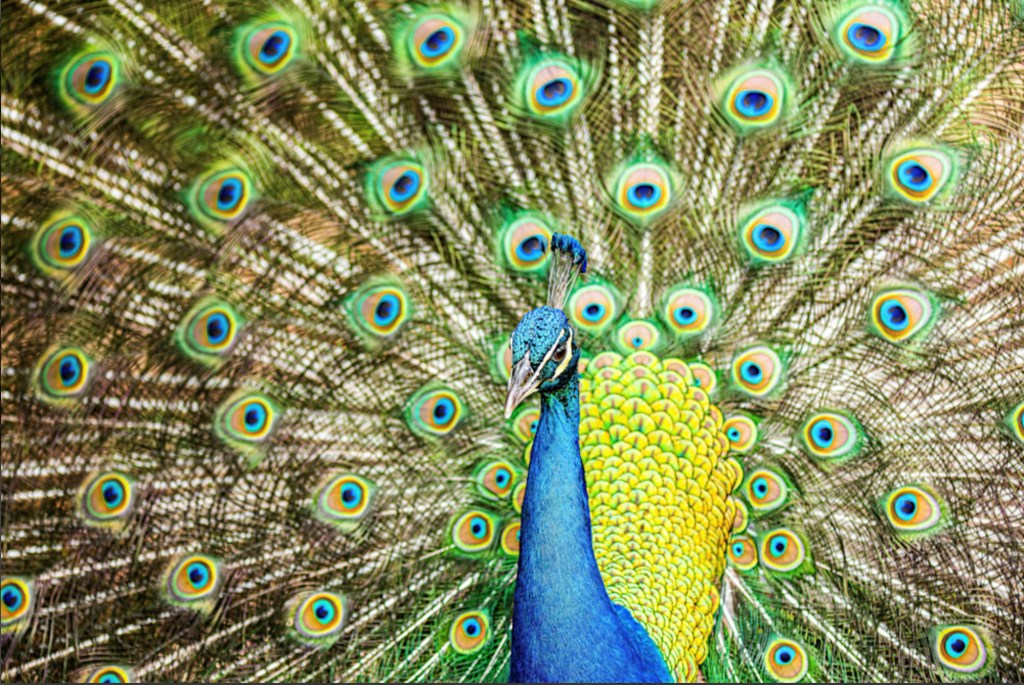A vibrant peacock displaying its colorful feathers in Louisiana.