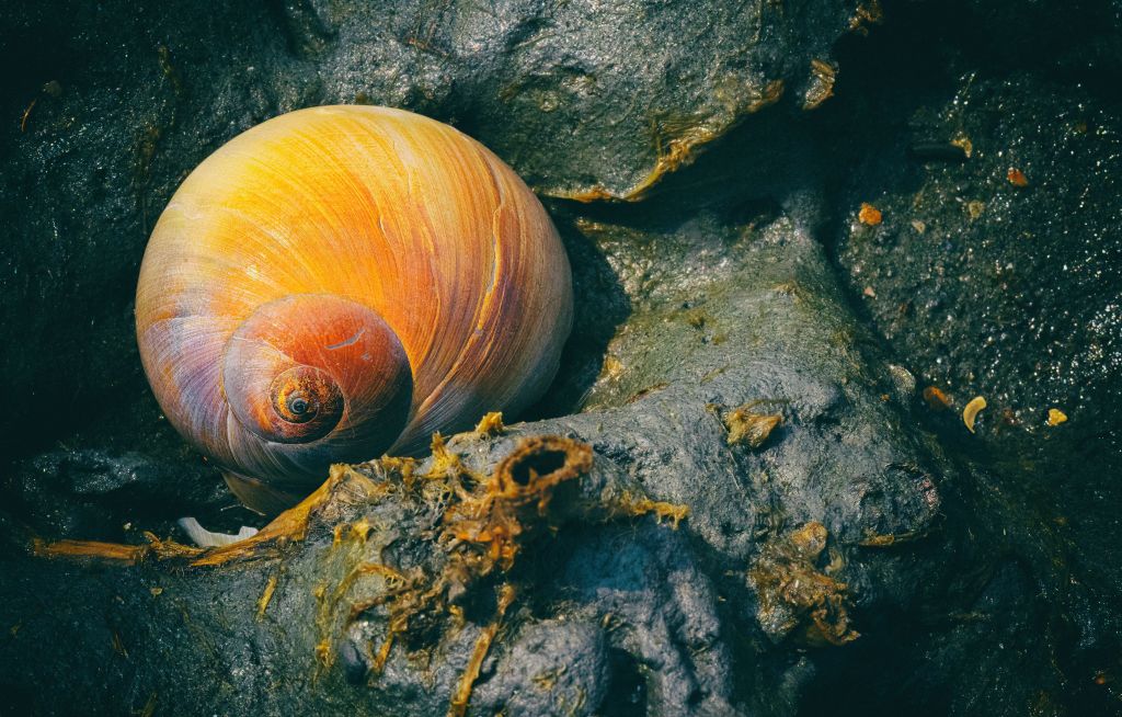 Scenic view of a creature of an inhabited island, showing natural habitats.