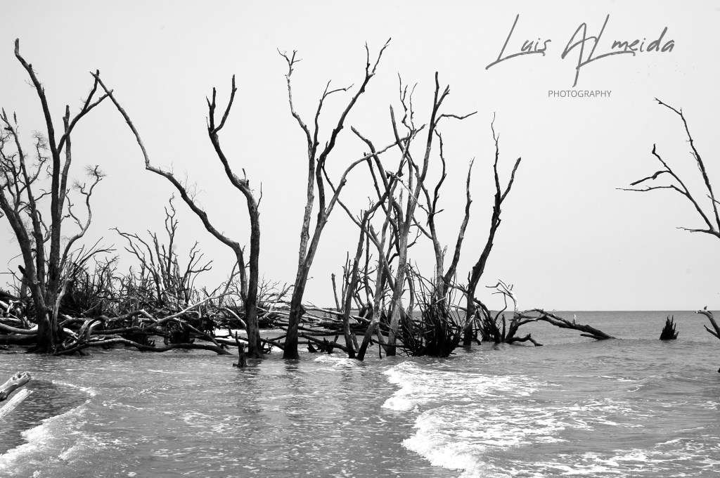 Black and white photo of a landscaped scene, showing natural textures and contrasts in light and shadow.