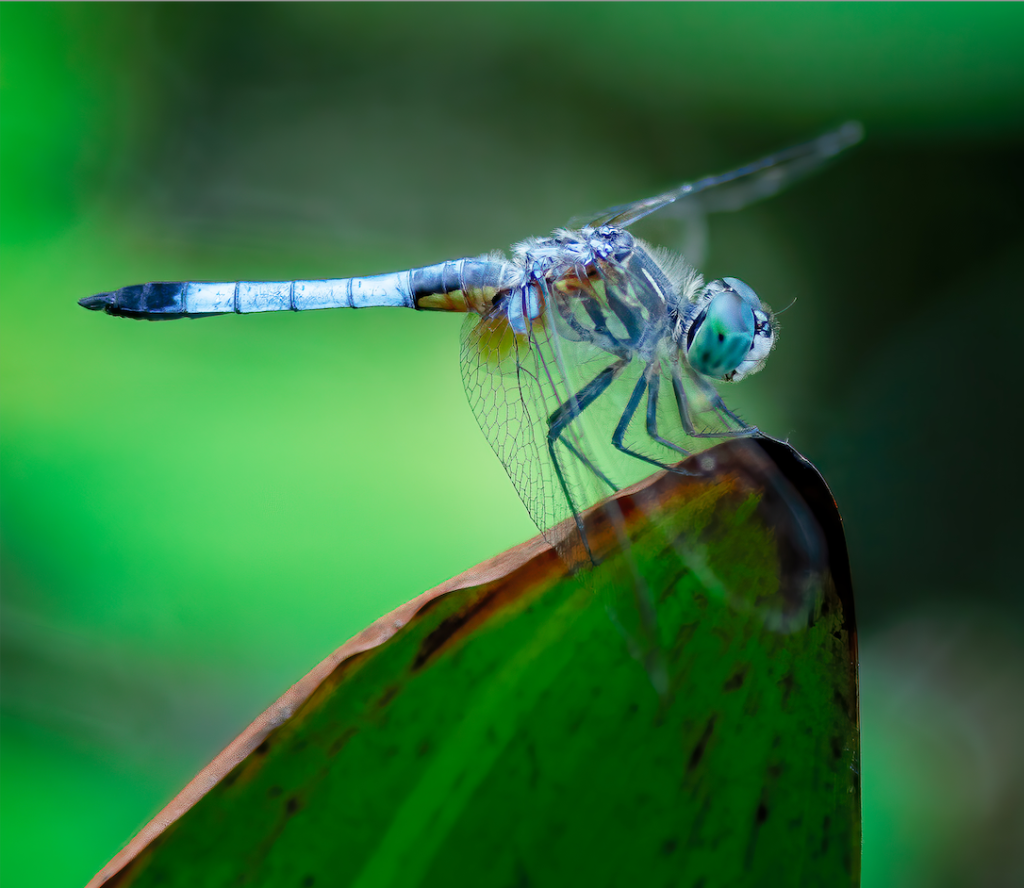 A dragonfly with transparent wings perched delicately on a green stem, its iridescent body shimmering in the light.